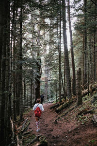 Rear view of woman walking amidst trees in forest