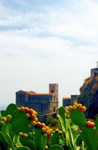 View of flowers against sky