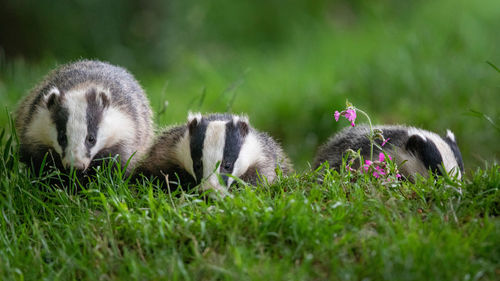Close-up of badgers on grass