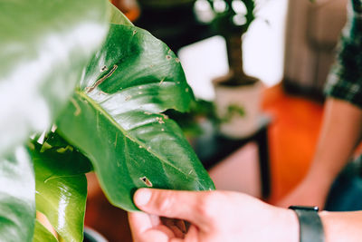 Close-up of hand holding leaves