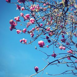 Low angle view of pink flowers