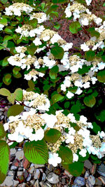 Full frame of flowers on tree