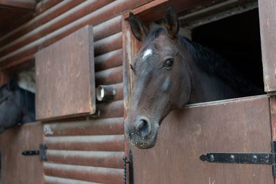 Close-up of horse in stable