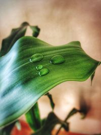 Close-up of green leaves