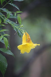 Close-up of yellow flowering plant