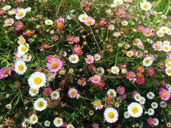 Full frame of white flowers blooming in field