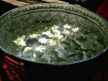 Close-up of white flowers