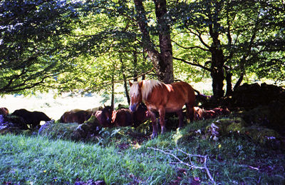 Cows standing in a field