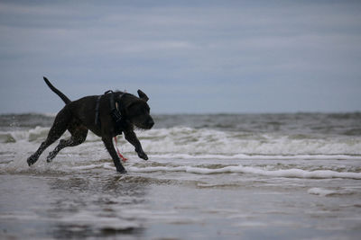 Dog running on beach