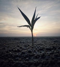 Close-up of plant on beach against sky during sunset