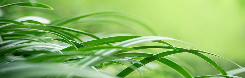 Close-up of fresh green plant