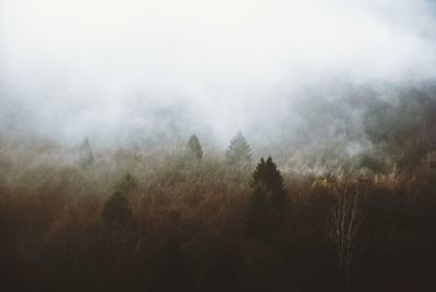 Trees in forest against sky