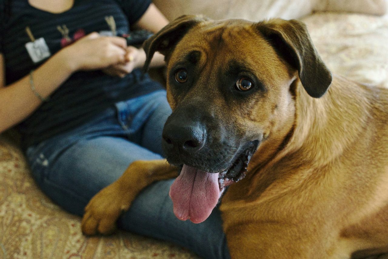 dog, pets, domestic animals, animal themes, one animal, indoors, mammal, relaxation, home interior, bed, resting, lying down, close-up, animal head, sofa, looking at camera, portrait, high angle view, focus on foreground, brown