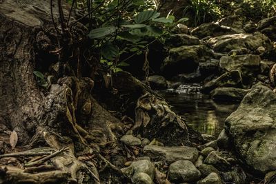 Close-up of water flowing through rocks in forest