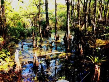 Reflection of trees in lake