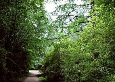 Road passing through forest