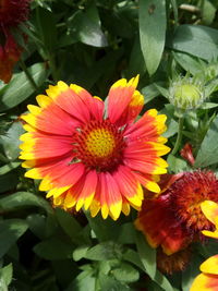 Close-up of yellow flowers