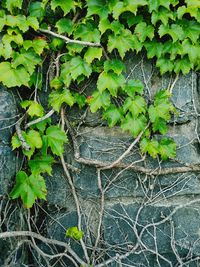 Close-up of ivy