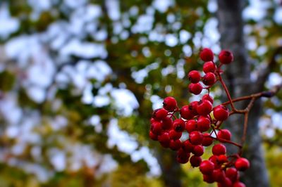 Close-up of berries on branch