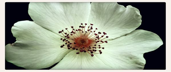 Close-up of flower