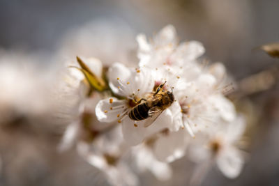 Close-up of insect on white flower