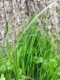 Close-up of flowering plants on field