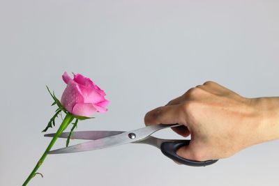 Close-up of hand holding pink roses against white background