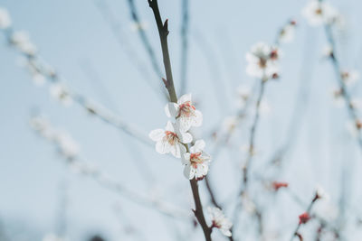 Low angle view of apple blossoms in spring