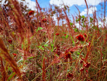 Close-up of red berries on field