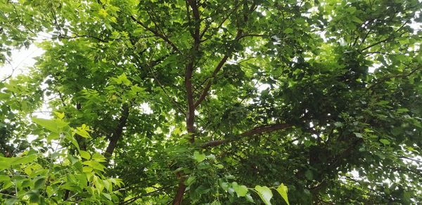 Low angle view of leaves on tree in forest