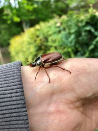 Close-up of insect on hand