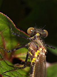 Close-up of insect on leaf