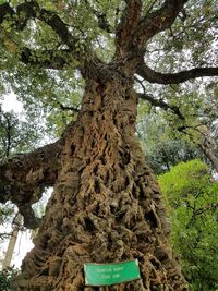 Low angle view of tree