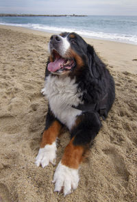 Dog lying on beach