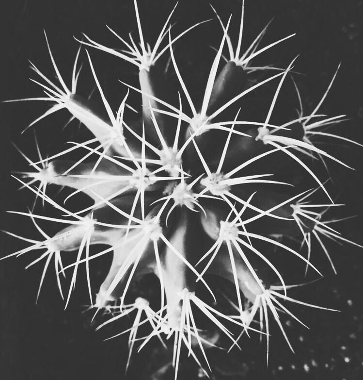 night, close-up, low angle view, no people, outdoors, celebration, nature, backgrounds, growth, full frame, studio shot, sky, black background, pattern, fuel and power generation, illuminated, plant, sharp, glowing, leaf