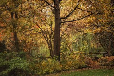 Trees in forest during autumn