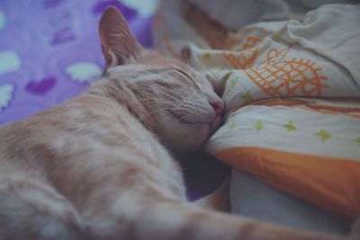 Close-up of cat sleeping on bed