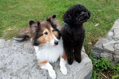 Tri-color shetland sheepdog and miniature black poodle sitting on stone boulder looking up