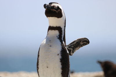 Close-up of a bird against clear sky