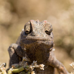 View of brown chameleon sitting in bush