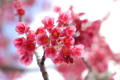 Close-up of pink cherry blossom