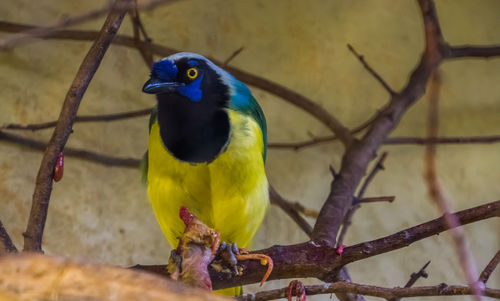 Close-up of bird perching on branch