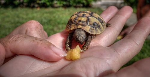 Close-up of hand holding small turtle