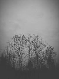 Low angle view of trees against sky