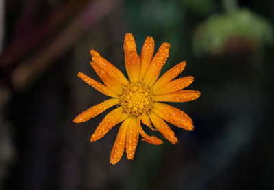 Close-up of yellow flowering plant