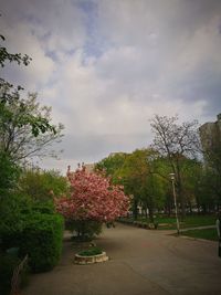 Trees against sky