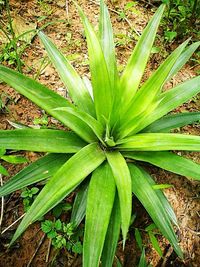 Close-up of fresh green field
