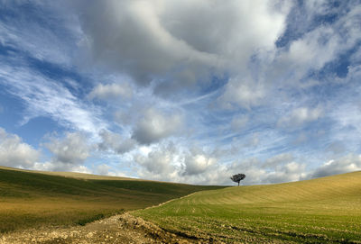 Scenic view of field against sky