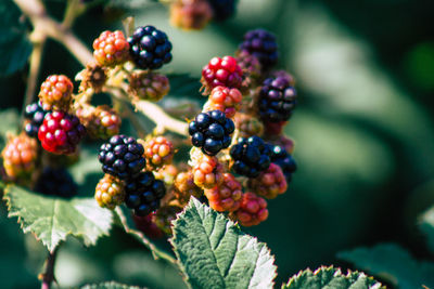 Close-up of berries