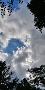 Low angle view of trees against sky